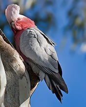 Female Galah
